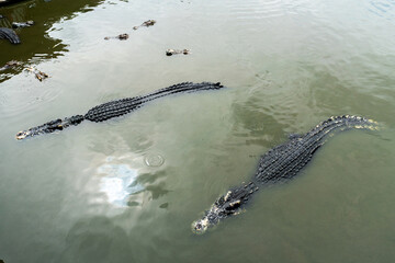 Many crocodiles are swimming and floating above the water.
