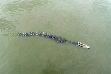 The crocodile floats over the water. It is carnivorous and ferocious.