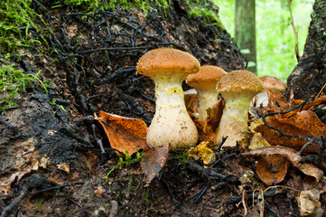 Autumn edible mushrooms Honey fungus (Armillaria mellea) growing in a forest of fallen autumn leaves