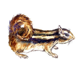 Eastern chipmunk (Tamias striatus) standing side view, hand painted watercolor illustration