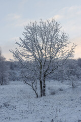 Obraz na płótnie Canvas Winter tree in the forest.