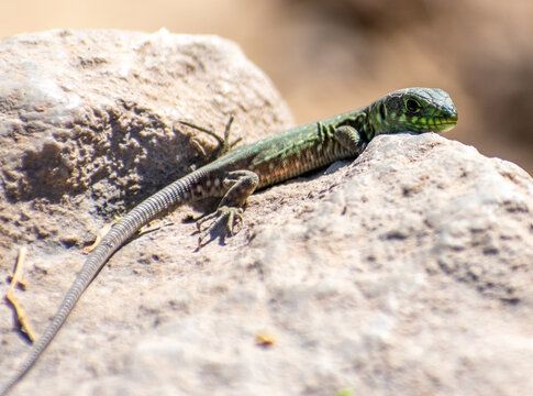 Juvenile Timon Pater (North African Ocellated Lizard) perching on a rock, Aures Mountains, Algeria