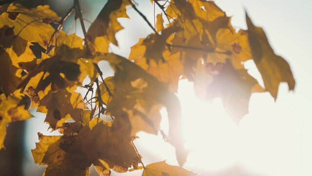 Golden tree leaves. Beautiful maple leaves rustle in the autumn breeze. Autumn forest beauty. Sun rays make their way through foliage. Autumn in the park.