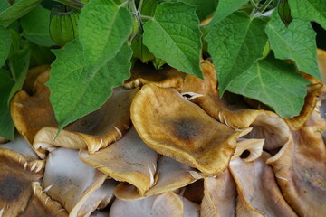 Pilze unter grünen Blättern 