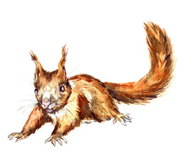 The red squirrel or Eurasian red squirrel (Sciurus vulgaris), hand painted watercolor illustration