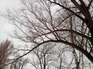 The branches of the old willow bend beautifully, forming parallel arches. Fantastically beautiful landscape, natural magic. Winter photowall-paper.