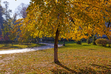 Fototapeta na wymiar Golden autumn in park in Kyiv