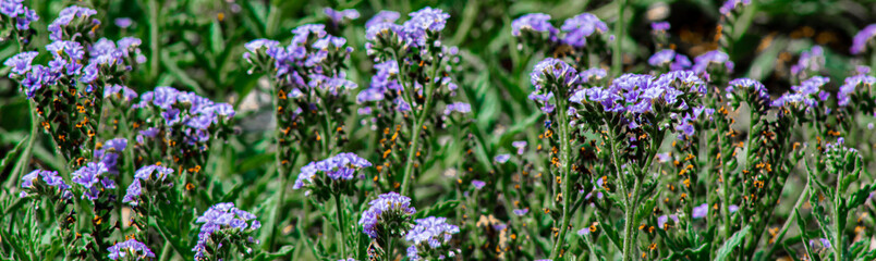 AF - Plant and flower covers and banners 6