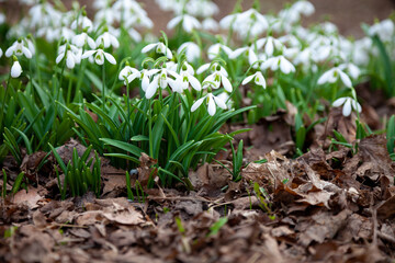 Flowers snowdrops in garden, sunlight. First beautiful snowdrops in spring. Common snowdrop blooming. Galanthus nivalis bloom in spring forest