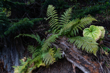 Forest Lady Fern grown on forest floor.