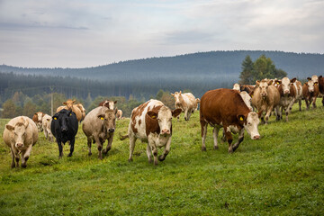 Cows on green pasture under cloudy sky