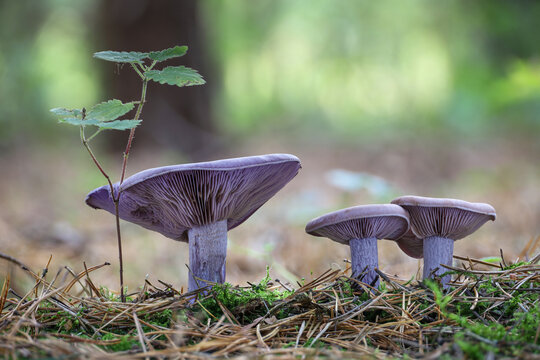 Lepista nuda commonly known as wood blewit in forest