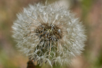 Close up of a dandelion on a blurry background