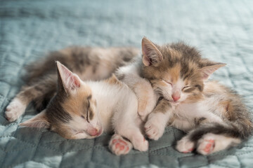 Fototapeta na wymiar Two small striped domestic kittens sleeping at home lying on bed white blanket. Concept of cute adorable pets cats.