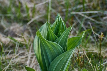 Obraz premium Veratrum viride green false hellebore