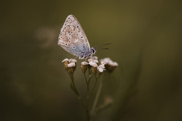 Schmetterling / Edelfalter