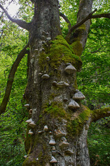 Fototapeta na wymiar Moss and grass grown on the bark of a tree