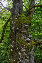 Moss and grass grown on the bark of a tree