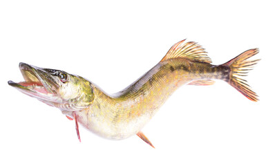 Fish pike on a white background