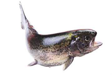 Trout fish on white background