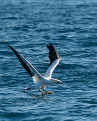 Cape gannet (Morus capensis) taking off in South Africa