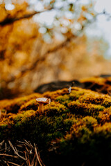 karelia autumn russia forest woods