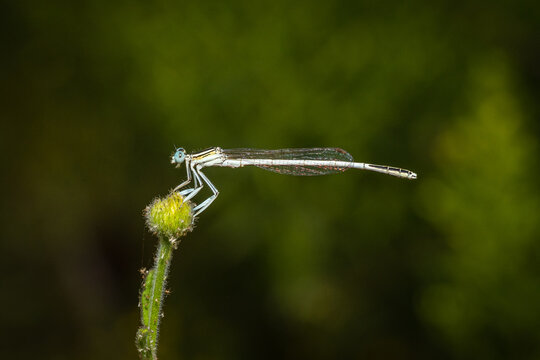 Amazing closeup of damselfly resting on a green flower in the natural environment. Natural sun light Afternoon macro