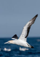 Fototapeta na wymiar Cape gannet (Morus capensis) in flight, South Africa