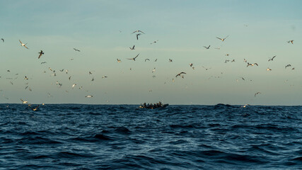 Tourist boat with tourists during South Africa sardine run, with Cape gannet (Morus capensis) circling above indicating where sardines are.