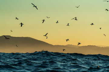 Cape gannet (Morus capensis) searching for sardines early in the morning during South Africa sardine run