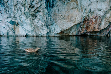 duck wildlife bird  river nature