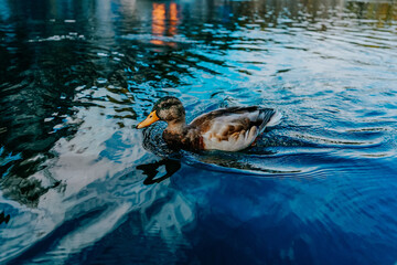 duck wildlife bird  river nature