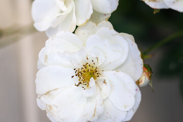 tree blossom sickness