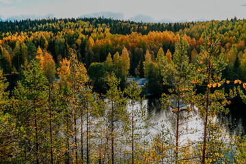 karelia autumn russia forest woods