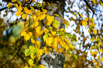 Yellow birch leaves on a blurred background.
