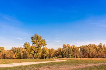 autumn landscape with trees