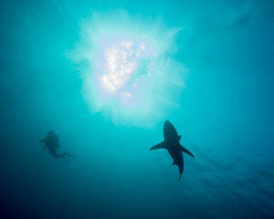 Obraz na płótnie Canvas One diver and one shark as silhouettes agains sun in South Africa Protea Banks