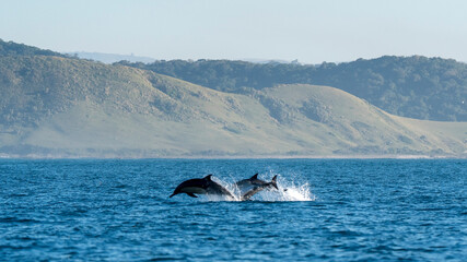 Fototapeta premium Dolphins jumping during South Africa sardine run