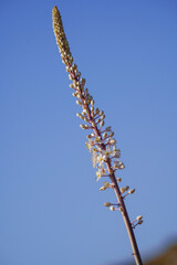 Flowering plant sea onion in the wild. Drimia maritima, squill,  sea squill, maritime squill. Place for text.