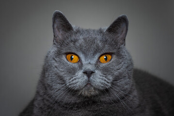Portrait of a cat with bright orange eyes, British shorthair breed, blue color.
