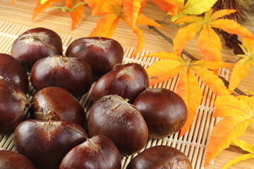 秋の味覚 複数の愛媛産の利平栗と紅葉