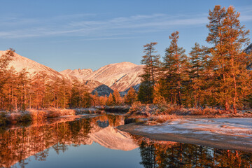 Yellow larches covered with snow, on the bank of a mountain river on a frosty autumn morning