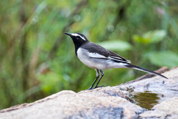 White Browed Wagtail searching for food 