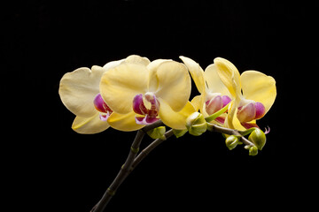 Closeup shot of blooming yellow Phalaenopsis (moth orchids) isolated on a black  background