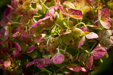 Hortensia or hydrangea flower close up photo. Autumn floral wallpaper.