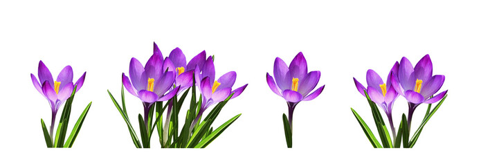 Set of purple crocus flowers and leaves isolated