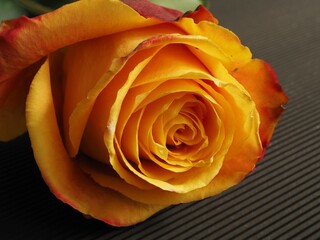 Fototapeta na wymiar Piękna pomarańczowa róża w słońcu