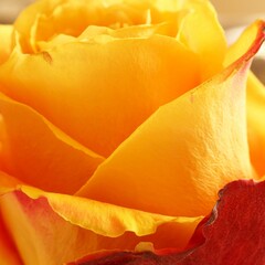 Piękna pomarańczowa róża w słońcu © Pio Si