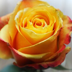 Piękna pomarańczowa róża w słońcu