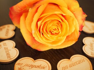 Piękna pomarańczowa róża w słońcu - obrazy, fototapety, plakaty